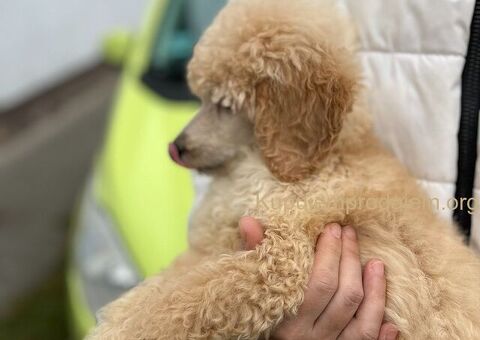 Standard Kraljevska Pudla štenci - 4/13