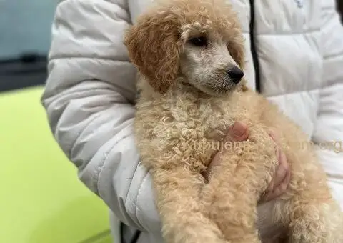 Standard Kraljevska Pudla štenci - 5/13