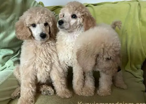 Standard Kraljevska Pudla štenci - 6/13