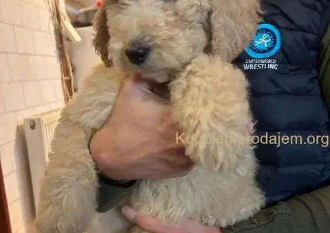 Standard Kraljevska Pudla štenci - 7/13