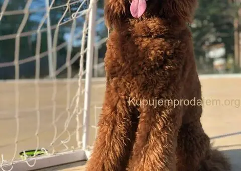 Standard Kraljevska Pudla štenci - 8/13