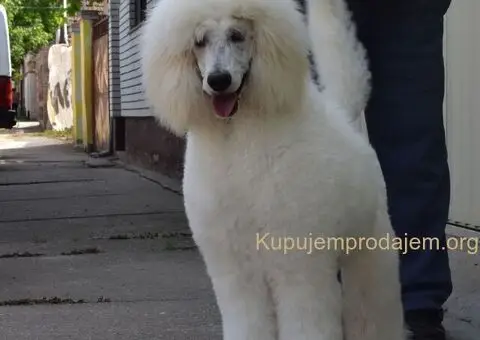 Standard Kraljevska Pudla štenci - 9/13