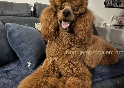 Standard Kraljevska Pudla štenci - 10/13