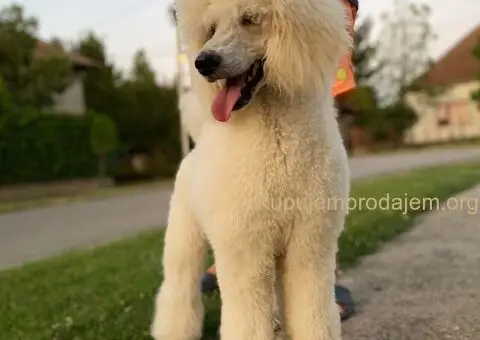 Standard Kraljevska Pudla štenci - 11/13