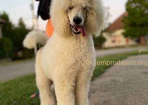 Standard Kraljevska Pudla štenci - 12/13