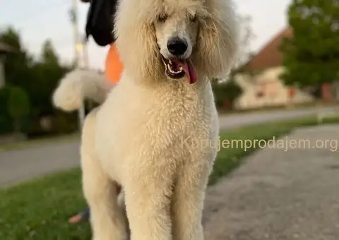 Standard Kraljevska Pudla štenci - 12/13