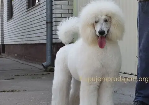 Standard Kraljevska Pudla štenci - 13/13