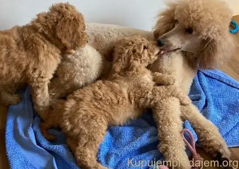 Kraljevska Aprikot Pudla štenci - 1/7