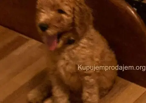 Kraljevska Aprikot Pudla štenci - 2/7