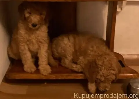 Kraljevska Aprikot Pudla štenci - 3/7