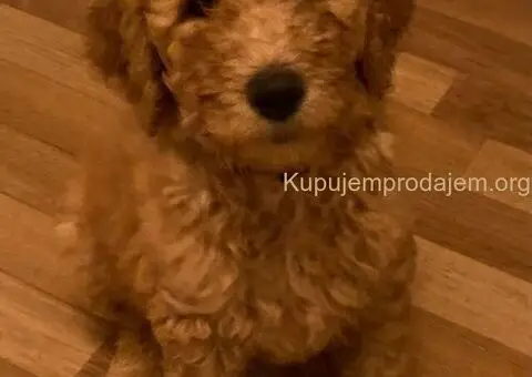 Kraljevska Aprikot Pudla štenci - 4/7