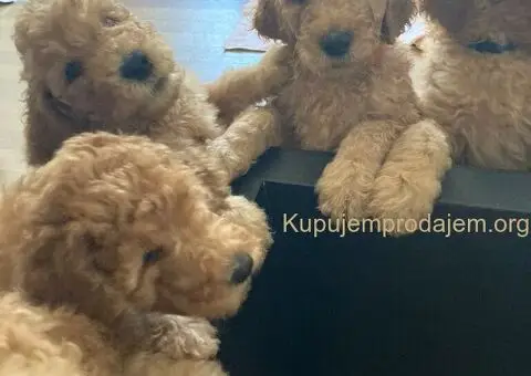 Kraljevska Aprikot Pudla štenci - 5/7