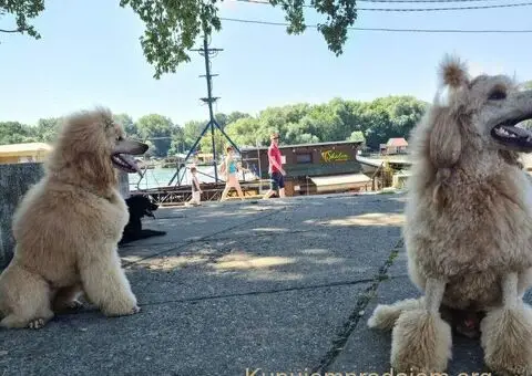Kraljevska Aprikot Pudla štenci - 6/7