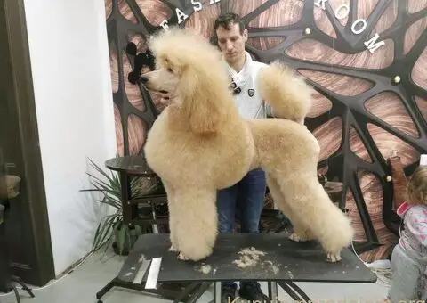 Kraljevska Aprikot Pudla štenci - 7/7