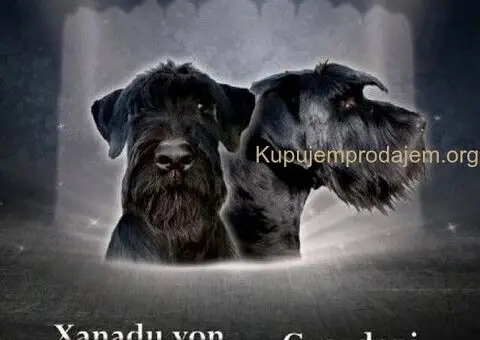 Veliki Crni Snaucer - 1/5