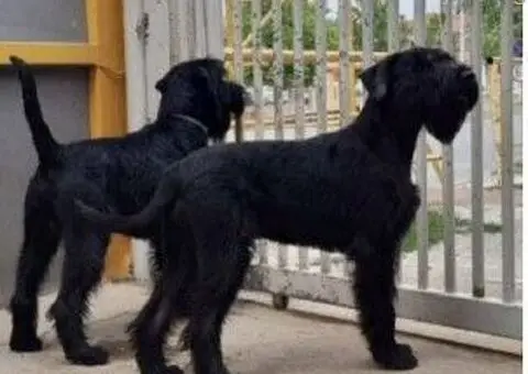 Veliki Crni Snaucer - 3/5