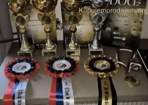 Veliki Crni Snaucer - 4/5