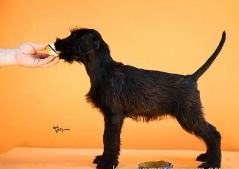 Veliki Crni Snaucer - 5/5