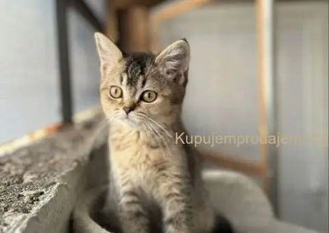 Britanski kratkodlaki mačići - 1/5