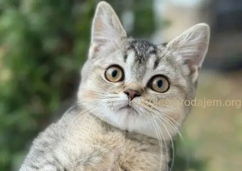 Britanski kratkodlaki mačići - 2/5