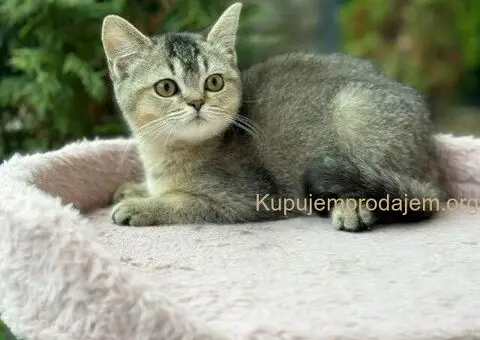 Britanski kratkodlaki mačići - 3/5