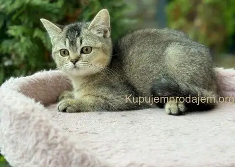 Britanski kratkodlaki mačići - 4/5