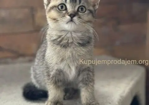 Britanski kratkodlaki mačići - 5/5