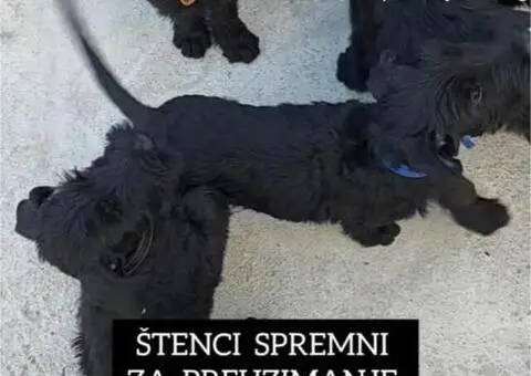 Veliki Crni Snaucer štenci - 2/15