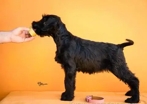 Veliki Crni Snaucer štenci - 4/15