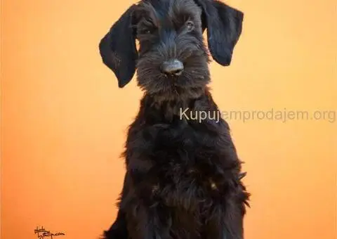 Veliki Crni Snaucer štenci - 5/15