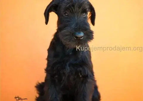 Veliki Crni Snaucer štenci - 7/15