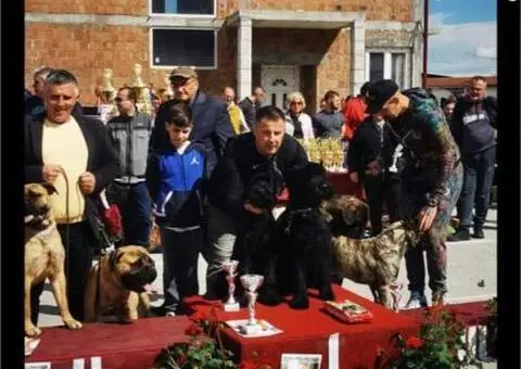 Veliki Crni Snaucer štenci - 8/15