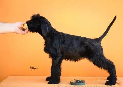 Veliki Crni Snaucer štenci - 11/15