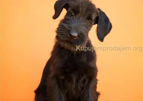 Veliki Crni Snaucer štenci - 12/15