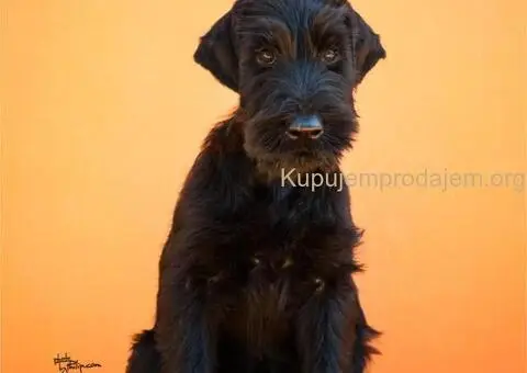 Veliki Crni Snaucer štenci - 13/15