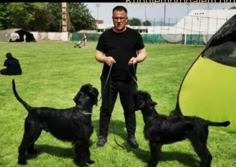 Veliki Crni Snaucer štenci - 14/15