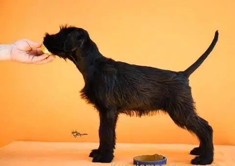 Veliki Crni Snaucer štenci - 15/15