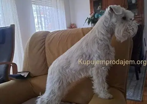 Odgajivacnica PATULJASTIH SNAUCERA Belih - 5/12