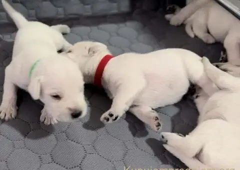 Odgajivacnica PATULJASTIH SNAUCERA Belih - 7/12