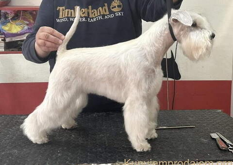 Odgajivacnica PATULJASTIH SNAUCERA Belih - 8/12