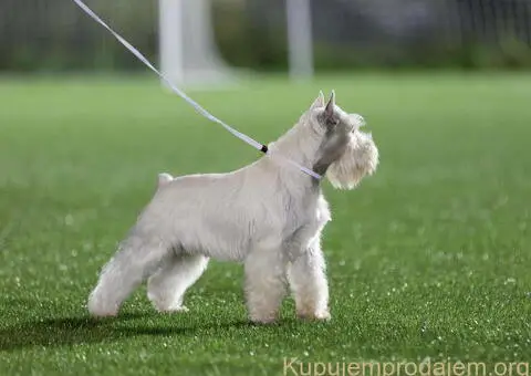 Odgajivacnica PATULJASTIH SNAUCERA Belih - 10/12