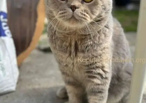 Škotski kratkodlaki dečak - 1/5