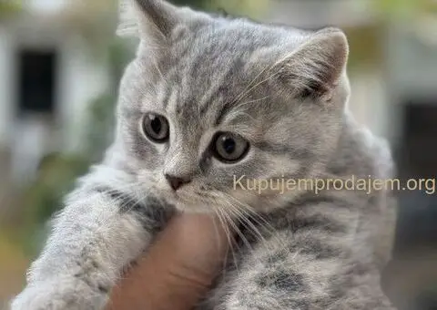 Škotski kratkodlaki dečak - 2/5