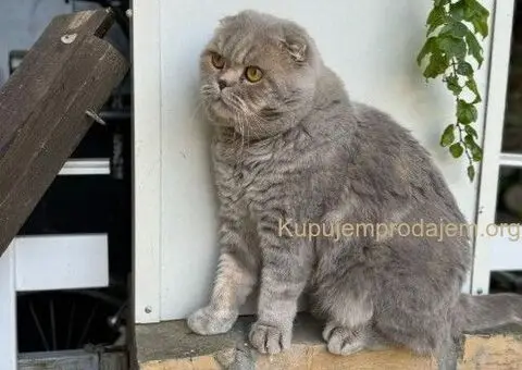 Škotski kratkodlaki dečak - 3/5