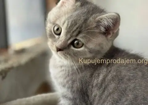 Škotski kratkodlaki dečak - 4/5