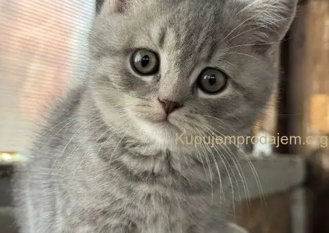 Škotski kratkodlaki dečak - 5/5