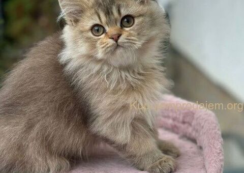 Škotski dugodlaki dečaci - 1/5