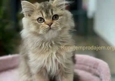 Škotski dugodlaki dečaci - 2/5