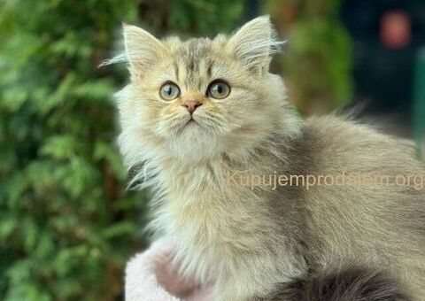 Škotski dugodlaki dečaci - 3/5