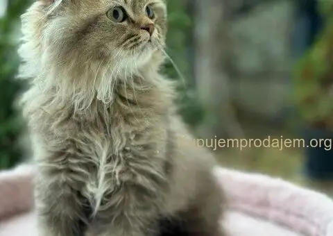 Škotski dugodlaki dečaci - 4/5